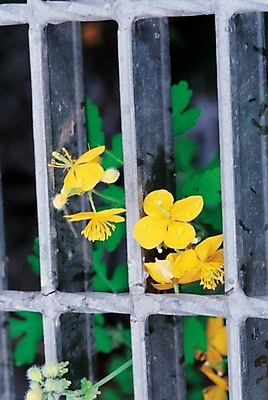 포토 주간 식물 꽃 컬러 근접촬영 사람없음 야외 세로 노란색 들꽃 애기똥풀 국내포토 자연요소 뷰포인트 파일형식