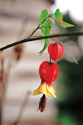 포토 주간 식물 꽃 컬러 여름꽃 자연 근접촬영 사람없음 야외 빨간색 세로 꽈리 국내포토 자연요소 뷰포인트 생태계 파일형식 여름_계절