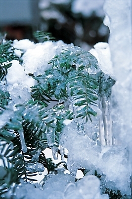 포토 주간 자연요소 나무 식물 계절 겨울 자연현상 자연 나뭇잎 근접촬영 사람없음 야외 세로 결빙 얼음 고드름 국내포토 뷰포인트 잎 생태계 파일형식