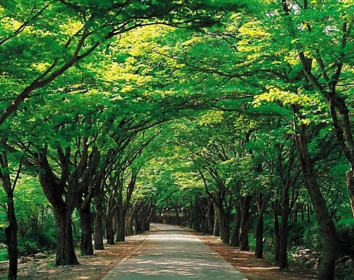 포토 JPG 주간 나무 식물 웰빙 길 자연 산 풍경 사람없음 야외 산책로 원근감 숲속 숲 수목원 삼림욕 국내포토 자연요소 뷰포인트 생태계 파일형식