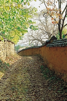 포토 JPG 주간 나무 식물 길 벽 자연 기와 풍경 사람없음 야외 담장 햇빛 산책로 원근감 돌담길 토담 흙담 흙벽 국내포토 자연요소 뷰포인트 돌담 태양 생태계 파일형식