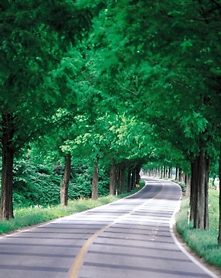 포토 JPG 주간 나무 식물 시설물 현대건축 건축 도로 길 교통시설 자연 풍경 사람없음 야외 원근감 차도 숲 아스팔트 가로수 차선_도로 국내포토 자연요소 건축물 뷰포인트 교통 시설 생태계 파일형식