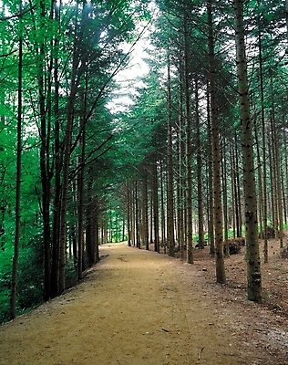 포토 JPG 주간 나무 식물 길 자연 산 풍경 사람없음 야외 산책로 원근감 숲속 숲 수목원 국내포토 자연요소 뷰포인트 생태계 파일형식