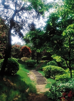 포토 JPG 주간 나무 식물 길 자연 산 풍경 사람없음 야외 햇빛 계단 산책로 원근감 숲속 숲 그늘 오르막 나무계단 국내포토 자연요소 뷰포인트 태양 생태계 파일형식