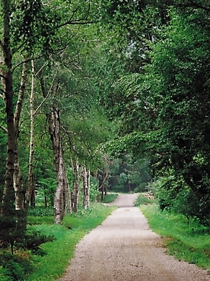 포토 JPG 주간 나무 식물 길 자연 산 풍경 사람없음 야외 산책로 원근감 숲 수목원 삼림욕 국내포토 자연요소 뷰포인트 생태계 파일형식