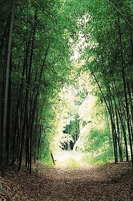 포토 JPG 주간 나무 식물 길 자연 풍경 사람없음 야외 산책로 원근감 숲속 숲 대나무 대나무숲 삼림욕 국내포토 자연요소 뷰포인트 생태계 파일형식