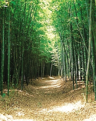 포토 JPG 주간 나무 식물 길 자연 풍경 사람없음 야외 햇빛 산책로 원근감 숲속 숲 대나무 대나무숲 삼림욕 국내포토 자연요소 뷰포인트 태양 생태계 파일형식