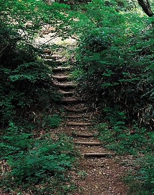 포토 JPG 주간 나무 식물 길 자연 산 풍경 사람없음 야외 계단 산책로 숲 등산로 오르막 나무계단 국내포토 자연요소 등산 생태계 파일형식