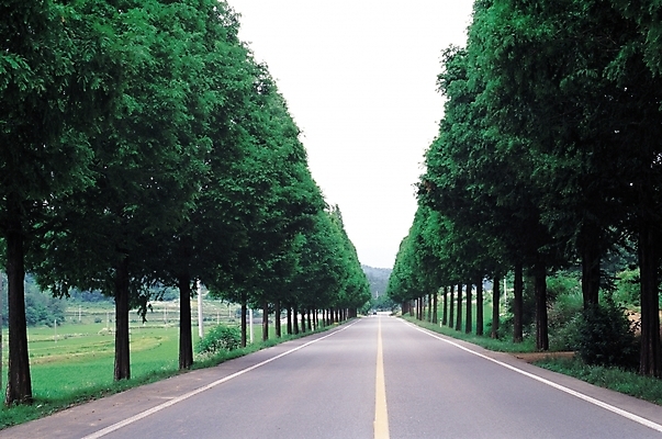 포토 JPG 주간 나무 식물 시설물 현대건축 건축 도로 길 교통시설 자연 풍경 사람없음 야외 원근감 차도 아스팔트 가로수 차선_도로 국내포토 자연요소 건축물 뷰포인트 교통 시설 생태계 파일형식