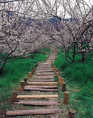 포토 JPG 주간 나무 식물 꽃 길 봄꽃 자연 산 꽃나무 풍경 사람없음 야외 계단 산책로 원근감 벚꽃 풀 벚나무 나무계단 국내포토 자연요소 뷰포인트 봄 생태계 파일형식