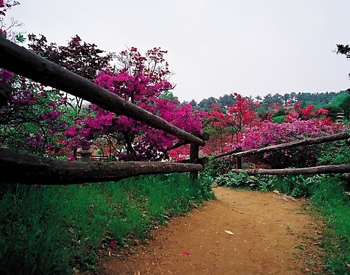 포토 JPG 주간 나무 식물 꽃 길 분홍색 자연 풍경 사람없음 야외 울타리 산책로 원근감 진달래 철쭉 국내포토 자연요소 뷰포인트 컬러 담장 생태계 파일형식