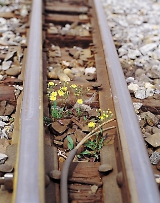 포토 JPG 주간 식물 시설물 현대건축 건축 꽃 길 컬러 교통시설 자연 풍경 사람없음 야외 아웃포커스 노란색 기찻길 들꽃 돌_바위 풀 철도의날 국내포토 자연요소 건축물 교통 촬영기법 시설 생태계 파일형식 법정기념일