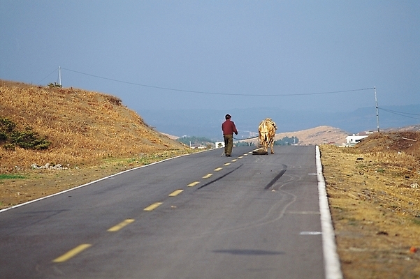 포토 JPG 주간 전신 동물 한마리 시설물 남자 현대건축 건축 도로 길 포유류 자연 하늘 한명 서기 사람 풍경 성인 야외 뒷모습 가축 원근감 차도 전선 시골 소 언덕 황소 전봇대 남자만 남자한명만 성인남자만 성인만 차선_도로 국내포토 자연요소 1 건축물 공공시설 뷰포인트 교통시설 모션 생태계 파일형식