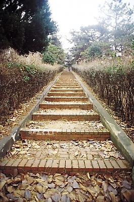 포토 JPG 주간 나무 식물 계절 길 낙엽 자연 풍경 사람없음 야외 계단 가을풍경 산책로 원근감 가을 등산로 국내포토 자연요소 뷰포인트 잎 등산 생태계 파일형식 가을_계절