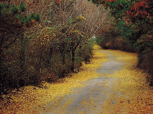 포토 JPG 주간 나무 식물 계절 길 단풍 낙엽 자연 풍경 사람없음 야외 가을풍경 산책로 원근감 가을 숲 등산로 국내포토 자연요소 뷰포인트 잎 등산 생태계 파일형식 가을_계절