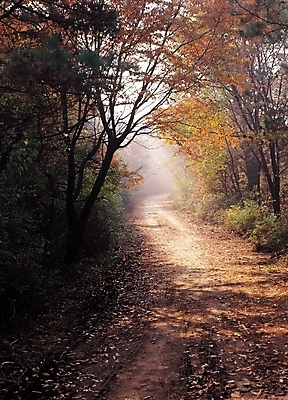 포토 JPG 주간 나무 식물 계절 길 단풍 낙엽 자연 단풍나무 산 풍경 사람없음 야외 가을풍경 산책로 원근감 가을 숲 그늘 등산로 국내포토 자연요소 뷰포인트 잎 등산 생태계 파일형식 가을_계절