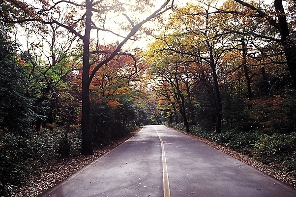 포토 JPG 주간 나무 식물 시설물 계절 현대건축 건축 도로 길 단풍 자연 사람없음 야외 가을풍경 산책로 차도 가을 숲 등산로 차선_도로 국내포토 자연요소 건축물 잎 교통시설 풍경 등산 생태계 파일형식 가을_계절