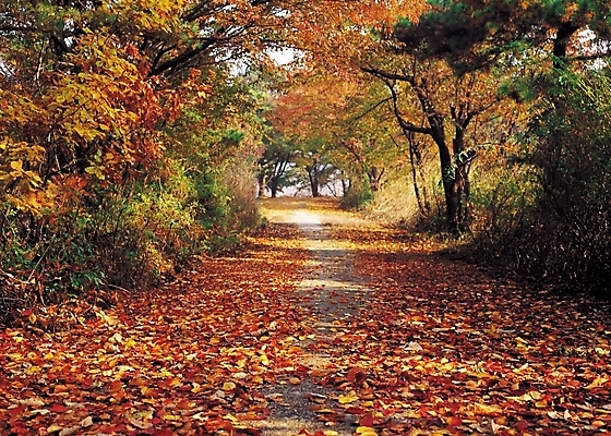 포토 JPG 주간 나무 식물 계절 길 단풍 낙엽 자연 단풍나무 나뭇잎 풍경 사람없음 야외 가을풍경 산책로 원근감 가을 숲 등산로 국내포토 자연요소 뷰포인트 잎 등산 생태계 파일형식 가을_계절