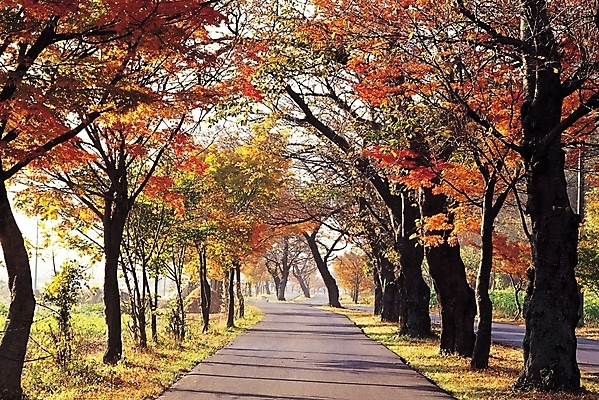 포토 JPG 주간 나무 식물 시설물 계절 현대건축 건축 도로 길 단풍 자연 단풍나무 사람없음 야외 햇빛 가을풍경 산책로 원근감 가을 국내포토 자연요소 건축물 뷰포인트 잎 교통시설 풍경 태양 생태계 파일형식 가을_계절
