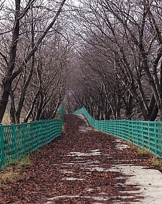 포토 JPG 주간 나무 식물 계절 길 낙엽 자연 풍경 사람없음 야외 울타리 가을풍경 산책로 원근감 가을 등산로 국내포토 자연요소 뷰포인트 잎 담장 등산 생태계 파일형식 가을_계절