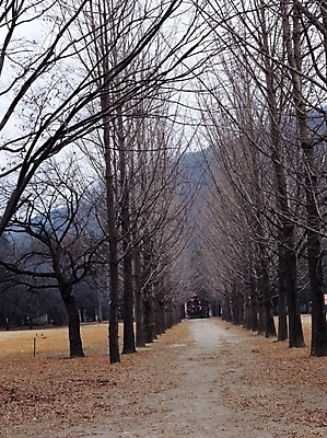 포토 JPG 주간 나무 식물 계절 공원 길 낙엽 자연 산 풍경 사람없음 야외 가을풍경 산책로 원근감 가을 국내포토 자연요소 공공시설 뷰포인트 잎 생태계 파일형식 가을_계절