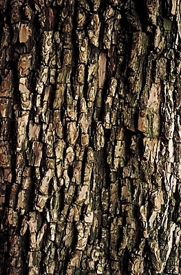 포토 JPG 나무 식물 백그라운드 무늬 패턴 사람없음 목재 나무껍질 국내포토 재료 껍질 파일형식