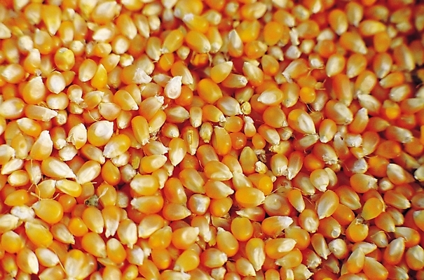 포토 JPG 음식 컬러 백그라운드 무늬 패턴 식재료 곡류 옥수수 사람없음 아웃포커스 농작물 노란색 낟알 강냉이 옥수수콘 국내포토 농업 촬영기법 과자 파일형식