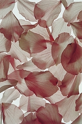 포토 JPG 식물 꽃잎 꽃 분홍색 컬러 백그라운드 무늬 패턴 자연 사람없음 국내포토 생태계 파일형식