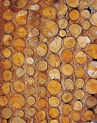 포토 JPG 나무 시설물 현대건축 건축 벽 백그라운드 무늬 패턴 사람없음 담장 건축부분 국내포토 식물 건축물 파일형식