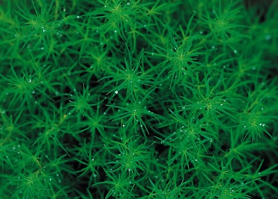 포토 JPG 식물 컬러 백그라운드 무늬 패턴 자연 이끼 사람없음 아웃포커스 초록색 풀 국내포토 촬영기법 생태계 파일형식