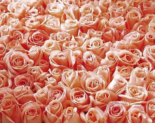 포토 JPG 식물 꽃 분홍색 컬러 여러송이 백그라운드 무늬 패턴 여름꽃 자연 사람없음 장미 국내포토 다수 생태계 파일형식 여름_계절