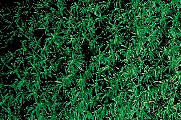 포토 JPG 식물 컬러 백그라운드 무늬 패턴 자연 이끼 사람없음 초록색 풀 국내포토 생태계 파일형식