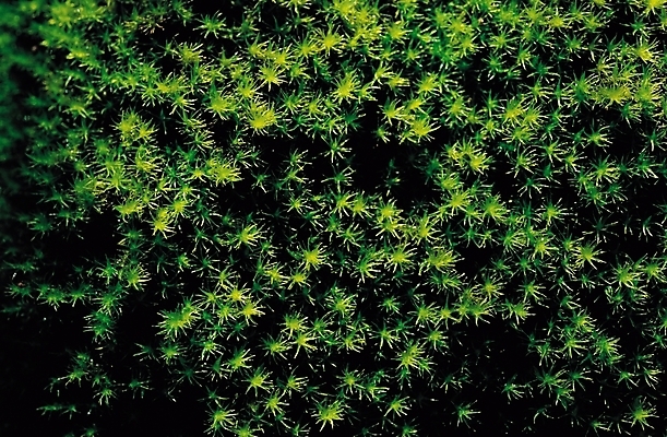 포토 JPG 식물 컬러 백그라운드 무늬 패턴 자연 이끼 사람없음 초록색 풀 국내포토 생태계 파일형식