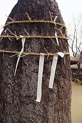 포토 JPG 주간 나무 식물 한국문화 한국전통 전통 종교 종이 전통문화 문화 밧줄 줄 종교용품 사람없음 야외 돌_바위 바위 기도 기둥 무속 무속신앙용품 소원 돌기둥 새끼줄 미신 민속신앙 토속신앙 국내포토 자연요소 동양문화 건축 한국 파일형식