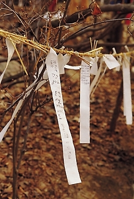 포토 JPG 주간 나무 식물 한국문화 한국전통 전통 종교 종이 전통문화 문화 줄 종교용품 사람없음 야외 아웃포커스 끈 무속 무속신앙용품 민속 소원 새끼줄 동아줄 미신 민속신앙 토속신앙 국내포토 자연요소 동양문화 한국 촬영기법 파일형식