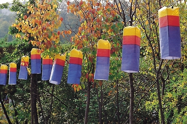 포토 JPG 주간 나무 식물 한국문화 한국전통 전통 계절 종교 문화 종교용품 사람없음 야외 가을풍경 가을 청사초롱 무속 무속신앙용품 등롱 민속신앙 토속신앙 국내포토 자연요소 동양문화 한국 풍경 초롱 파일형식 가을_계절