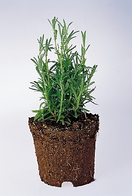 포토 JPG 스튜디오촬영 식물 꽃 화분 자연 생물 실내 사람없음 장식 농사 흙 풀 허브 국내포토 농업 내부 생태계 파일형식