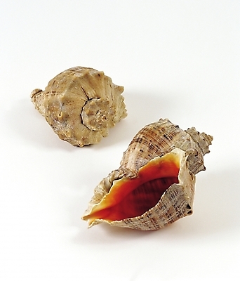 포토 JPG 스튜디오촬영 동물 두마리 연체동물 실내 사람없음 장식 바다동물 껍질 소라 고둥 파도소리 국내포토 바다 2 어패류 무척추동물 내부 수중동물 소리 파일형식