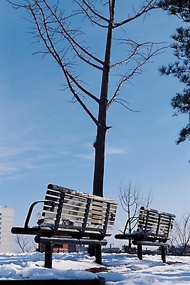 포토 JPG 주간 나무 식물 구름 계절 겨울 벤치 의자 자연 하늘 날씨 그림자 풍경 사람없음 야외 건물 도시풍경 눈 도시 입동 국내포토 자연요소 건축물 가구 절기 생태계 파일형식