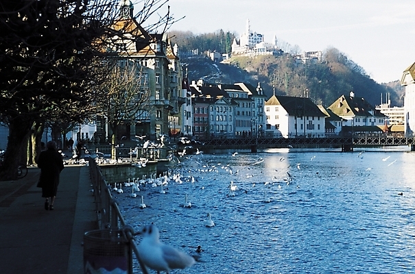 포토 JPG 주간 나무 식물 동물 해외풍경 여러마리 난간 자연 갈매기 조류 산 거리 주택 풍경 여러명 야외 울타리 강 도시풍경 도시 보행자 주택가 가교 국내포토 자연요소 해외 건축물 다수 사람 건물 담장 생태계 파일형식