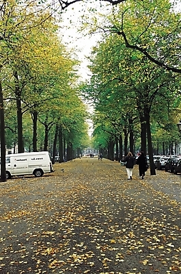 포토 JPG 주간 나무 해외풍경 계절 공원 길 육상교통 교통수단 교통 낙엽 자동차 자연 나뭇잎 사람 풍경 여러명 야외 뒷모습 도시풍경 가을풍경 산책 산책로 가을 보행자 가로수 여러대 휴식처 국내포토 자연요소 식물 해외 공공시설 뷰포인트 다수 잎 휴식 도시 생태계 파일형식 가을_계절