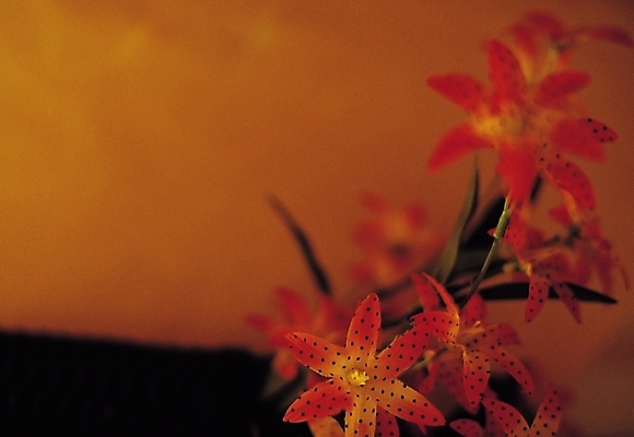 포토 JPG 식물 꽃 여러송이 실내 사람없음 아웃포커스 장식 인테리어 주황색 오브젝트 국내포토 디자인 컬러 다수 촬영기법 내부 파일형식