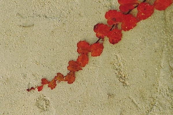 포토 JPG 식물 벽 줄기 백그라운드 잎 자연 나뭇잎 사람없음 아웃포커스 장식 인테리어 덩굴 국내포토 디자인 촬영기법 생태계 파일형식