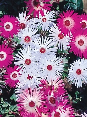 포토 JPG 식물 꽃 컬러 여러송이 여름꽃 자연 생물 사람없음 들꽃 흰색 자주색 리빙스턴데이지 국내포토 다수 생태계 파일형식 여름_계절