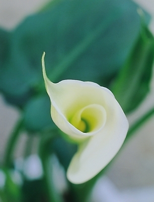 포토 JPG 식물 꽃 컬러 한송이 여름꽃 자연 생물 근접촬영 사람없음 아웃포커스 흰색 카라 알뿌리 칼라꽃 국내포토 1 뷰포인트 촬영기법 생태계 송이 파일형식 여름_계절