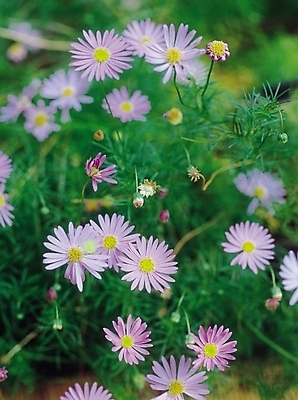 포토 JPG 식물 꽃 컬러 여러송이 자연 생물 가을꽃 사람없음 아웃포커스 보라색 들꽃 가을 코스모스 국내포토 계절 다수 촬영기법 생태계 파일형식 가을_계절