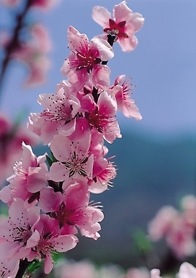 포토 JPG 나무 식물 꽃 분홍색 컬러 여러송이 봄꽃 자연 생물 꽃나무 사람없음 아웃포커스 꽃술_꽃 진달래 철쭉 국내포토 다수 촬영기법 봄 생태계 파일형식