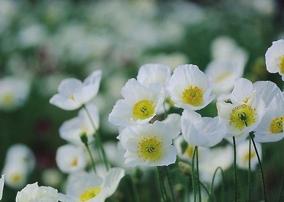 포토 JPG 식물 꽃 컬러 여러송이 자연 생물 사람없음 아웃포커스 들꽃 흰색 양귀비 국내포토 다수 촬영기법 생태계 파일형식