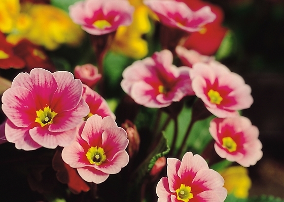 포토 JPG 식물 꽃 분홍색 컬러 여러송이 봄꽃 자연 생물 사람없음 아웃포커스 프리뮬러 국내포토 다수 촬영기법 봄 생태계 파일형식