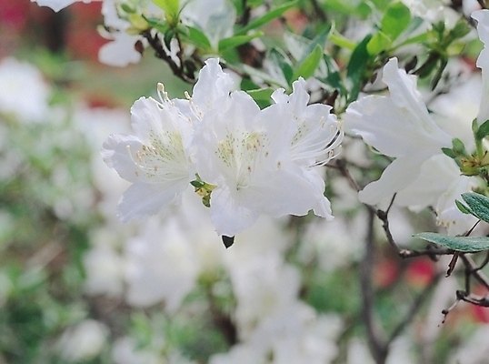 포토 JPG 나무 식물 꽃 컬러 여러송이 봄꽃 자연 생물 꽃나무 사람없음 아웃포커스 흰색 꽃술_꽃 진달래 철쭉 국내포토 다수 촬영기법 봄 생태계 파일형식